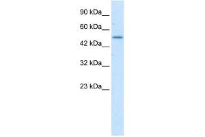 WB Suggested Anti-ZNF683 Antibody Titration:  1. (ZNF683 Antikörper  (N-Term))