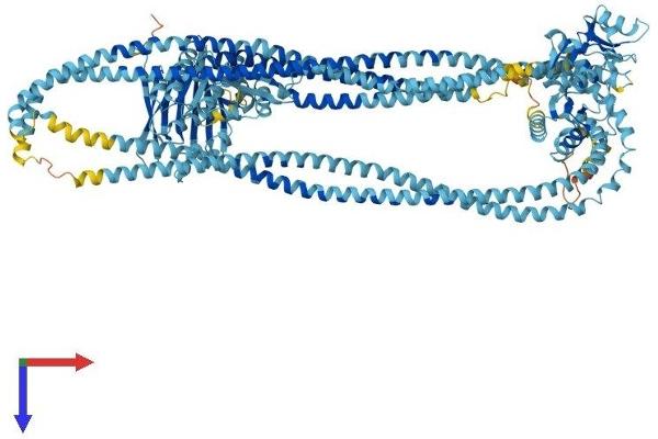 SMC1A Protein (AA 1-1233) (His tag)