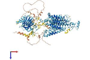 SLC4A8 Protein (AA 1-1093) (His tag)
