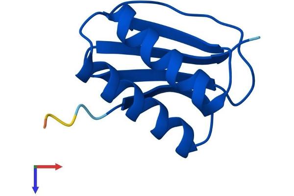 DYNLL2 Protein (AA 1-89) (His tag)