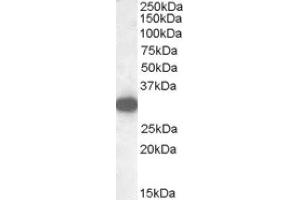 Image no. 1 for anti-Monoglyceride Lipase (MGLL) (Internal Region) antibody (ABIN375108) (MGLL Antikörper  (Internal Region))