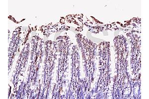 Formalin-fixed and paraffin embedded rat small intestine labeled Anti-NRP1/CD304 Polyclonal Antibody, Unconjugated (ABIN671991) at 1:200, followed by conjugation to the secondary antibody and DAB staining (Neuropilin 1 Antikörper  (AA 851-923))