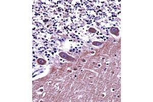 AP2A1 Antibody immunohistochemistry analysis in formalin fixed and paraffin embedded human cerebellum tissue followed by peroxidase conjugation of the secondary antibody and DAB staining. (alpha Adaptin Antikörper  (C-Term))