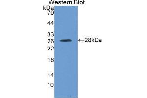 Western Blotting (WB) image for anti-Kallikrein-Related Peptidase 4 (KLK4) (AA 32-256) antibody (ABIN3208602) (Kallikrein 4 Antikörper  (AA 32-256))