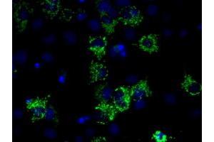 Immunofluorescence (IF) image for anti-Isocitrate Dehydrogenase 3 (NAD+) alpha (IDH3A) antibody (ABIN1498788)