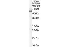 ABIN185156 staining (1µg/ml) of HeLa lysate (RIPA buffer, 35µg total protein per lane). (KPNA1 Antikörper  (N-Term))