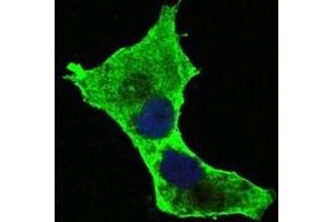 Immunofluorescence (IF) image for anti-Death-Domain Associated Protein (DAXX) antibody (ABIN1106953) (DAXX Antikörper)