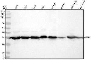 Western blot analysis of ANXA2 using anti-ANXA2 antibody (ABIN7603992).