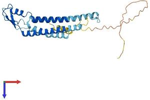 GJB4 Protein (AA 1-266) (His tag)