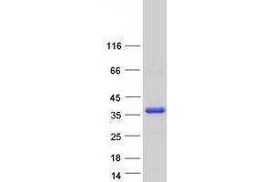 Validation with Western Blot (MAST4 Protein (Transcript Variant 2) (Myc-DYKDDDDK Tag))