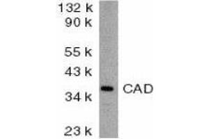 Western Blotting (WB) image for anti-Carbamoyl-Phosphate Synthetase 2, Aspartate Transcarbamylase, and Dihydroorotase (CAD) (AA 205-222) antibody (ABIN2477828) (CAD Antikörper  (AA 205-222))
