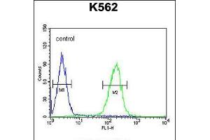 Flow cytometric analysis of K562 cells (right histogram) compared to a negative control cell (left histogram). (POTEE Antikörper  (AA 380-409))