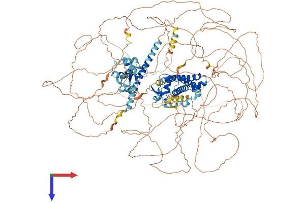 SYNRG Protein (AA 1-1314) (His tag)