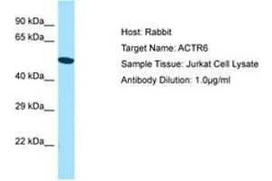 Image no. 1 for anti-ARP6 Actin-Related Protein 6 Homolog (ACTR6) (AA 243-292) antibody (ABIN6750147) (ACTR6 Antikörper  (AA 243-292))