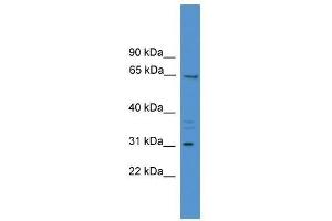 MEPE antibody used at 0. (MEPE Antikörper  (Middle Region))