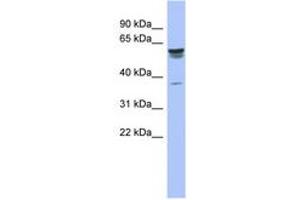Image no. 1 for anti-Tripartite Motif-containing 4 (TRIM4) (AA 107-156) antibody (ABIN6742533) (TRIM4 Antikörper  (AA 107-156))