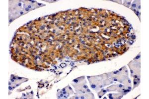 IHC testing of mouse pancreas with HSD11B2 antibody. (HSD11B2 Antikörper)