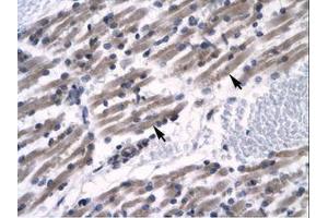 Image no. 1 for anti-Zinc Finger Protein 391 (ZNF391) (AA 66-115) antibody (ABIN6735795) (ZNF391 Antikörper  (AA 66-115))