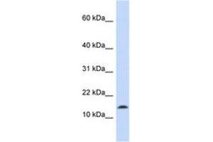 Image no. 1 for anti-Synuclein, alpha (SNCA) (C-Term) antibody (ABIN6743098) (SNCA Antikörper  (C-Term))