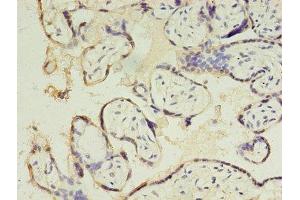 Immunohistochemistry of paraffin-embedded human placenta tissue using ABIN7147671 at dilution of 1:100 (CSHL1 Antikörper  (AA 1-128))