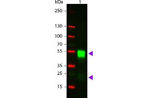 WB - RABBIT IgG (H&L) Antibody CY3 Conjugated Pre-adsorbed Western Blot of Goat anti-Rabbit IgG Pre-Absorbed Cy3 Conjugated Secondary Antibody. (Ziege anti-Kaninchen IgG Antikörper (Cy3) - Preadsorbed)