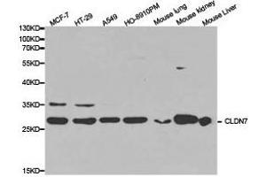 Western Blotting (WB) image for anti-Claudin 7 (CLDN7) antibody (ABIN1871901) (Claudin 7 Antikörper)