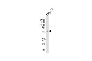 Western blot analysis of lysate from HepG2 cell line, using MLLT3 C-term Antibody (ABIN390129 and ABIN2840634). (AF9 Antikörper  (AA 407-438))