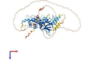 IRF7 Protein (AA 1-503) (His tag)