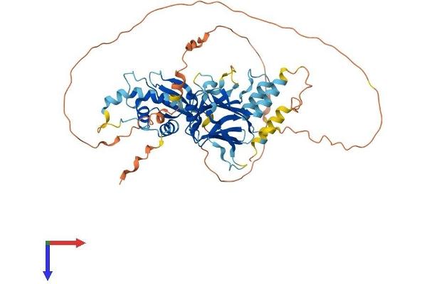 IRF7 Protein (AA 1-503) (His tag)