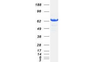 Validation with Western Blot (LTA4H Protein (Myc-DYKDDDDK Tag))