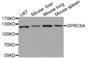 Western blot analysis of extracts of various cell lines, using GPRC6A antibody. (GPRC6A Antikörper  (AA 300-590))