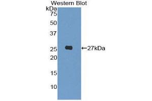 Western Blotting (WB) image for anti-Leukocyte Immunoglobulin-Like Receptor, Subfamily A (Without TM Domain), Member 3 (LILRA3) (AA 219-438) antibody (ABIN1859662)