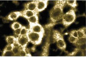 Immunofluorescence staining of mouse macrophages. (RAP2A Antikörper  (AA 1-183))