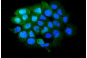 IF analysis of SLBP using anti-SLBP antibody (ABIN7600074). (SLBP Antikörper  (AA 146-270))