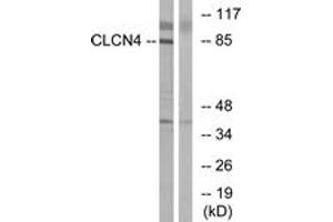 Western Blotting (WB) image for anti-Chloride Channel 4 (CLCN4) (AA 221-270) antibody (ABIN2890212) (CLCN4 Antikörper  (AA 221-270))