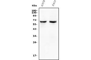 anti-Jerky Homolog (JRK) (N-Term) antibody