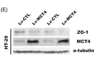 Western Blotting (WB) image for anti-Tight Junction Protein 1 (TJP1) (AA 1600-1700) antibody (ABIN1513706)