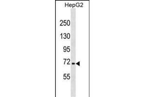 NFE2L3 Antibody (C-term) (ABIN1881578 and ABIN2838834) western blot analysis in HepG2 cell line lysates (35 μg/lane). (NFE2L3 Antikörper  (C-Term))