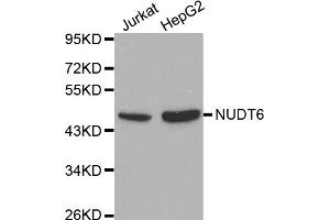 Western blot analysis of extracts of various cell lines, using NUDT6 antibody. (NUDT6 Antikörper)