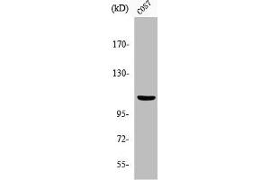 Western Blot analysis of COS7 cells using Phospho-Gab 1 (Y627) Polyclonal Antibody (GAB1 Antikörper  (pTyr627))