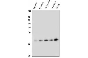 Western blot analysis of FGF10 using anti-FGF10 antibody (ABIN7601536).