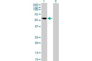 Western Blot analysis of FRS3 expression in transfected 293T cell line by FRS3 MaxPab polyclonal antibody. (FRS3 Antikörper  (AA 1-492))