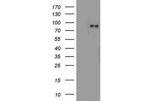 Western Blotting (WB) image for anti-Actin Filament Associated Protein 1 (AFAP1) (AA 100-386) antibody (ABIN2715795) (AFAP Antikörper  (AA 100-386))