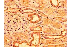 IHC image of ABIN7143230 diluted at 1:300 and staining in paraffin-embedded human kidney tissue performed on a Leica BondTM system. (ACOT1 Antikörper  (AA 258-350))