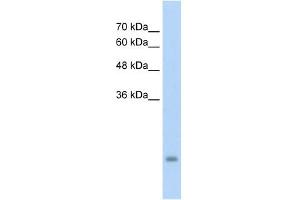 PSG3 antibody used at 5 ug/ml to detect target protein.