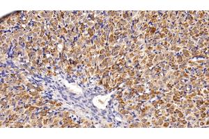 Detection of AST2 in Rat Ovary Tissue using Polyclonal Antibody to Aspartate Aminotransferase 2 (AST2) (AST2 (AA 30-430) Antikörper)