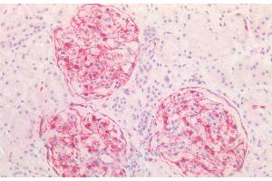 (ABIN2613493) (5 μg/mL) staining of paraffin embedded Human Kidney. (Vimentin Antikörper  (C-Term))