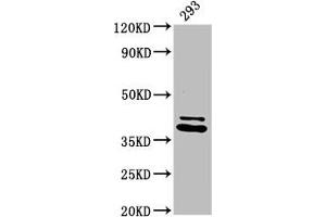 Western Blot Positive WB detected in: 293 whole cell lysate All lanes: PSMD7 antibody at 3. (PSMD7 Antikörper  (Regulatory Subunit 7))