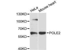 Western blot analysis of extracts of various cell lines, using POLE2 antibody. (POLE2 Antikörper)