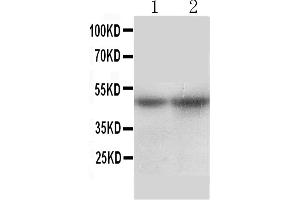 Anti-SLC10A1 antibody, Western blottingAll lanes: Anti SLC10A1  at 0. (SLC10A1 Antikörper  (Middle Region))